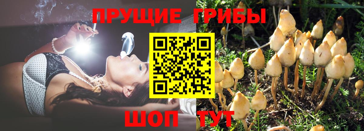 Урюпинск  Галлюциногенные грибы Psilocybine cubensis  Вход с VPN 